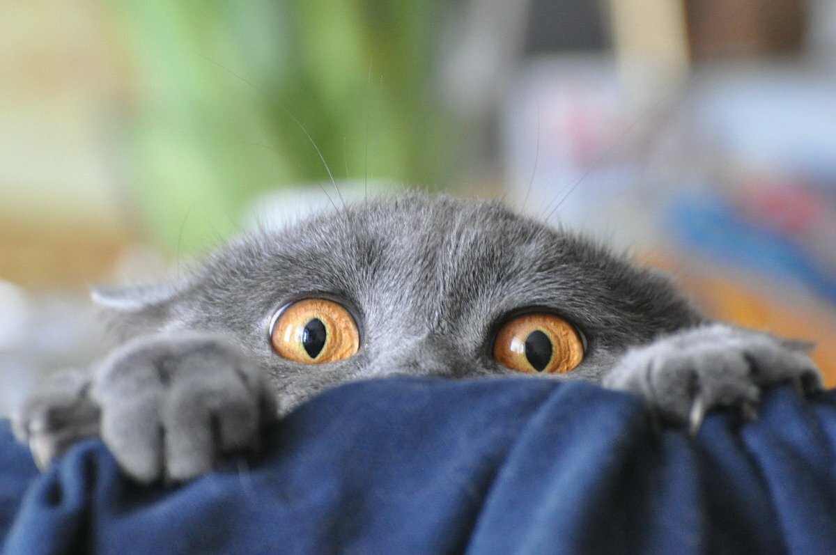 Фото взято из интернета