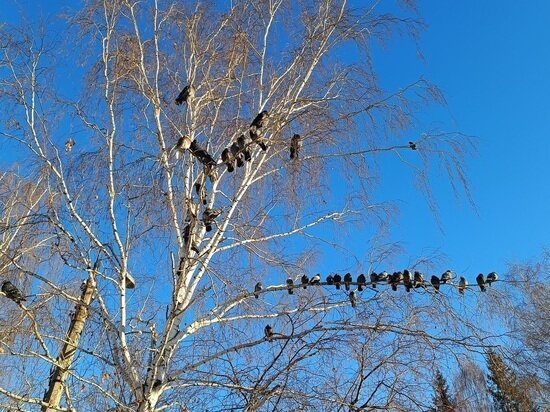     Ожидается порывистый ветер до 14 м/с. Фото: Николай Курилов / МК-Урал.