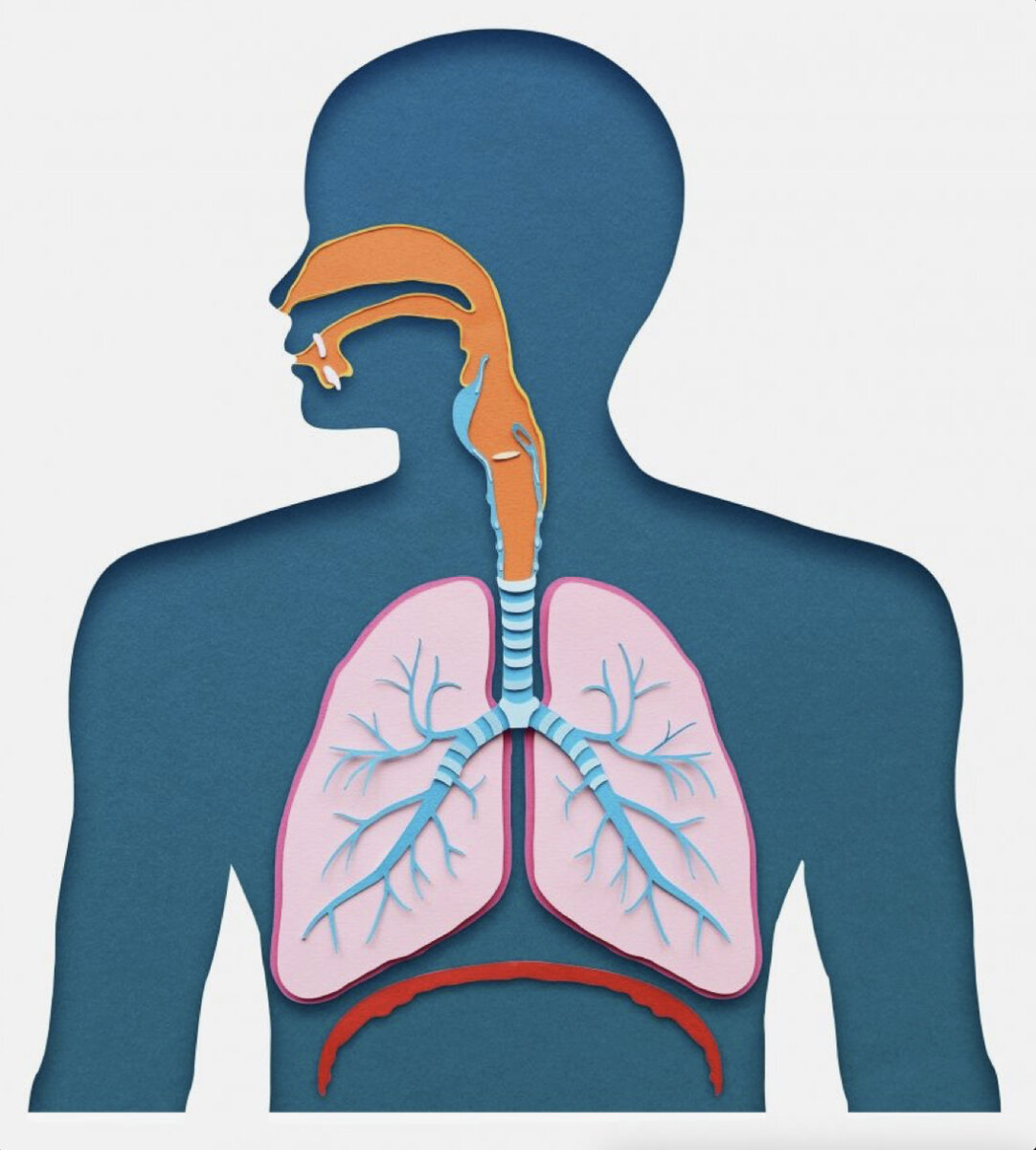 Мужчины дышат животом. Дыхание картинки для детей. Дыхательная система рисунок креативный. Дыхательная система человека без надписей. Анатомия дыхания иллюстрация детская.