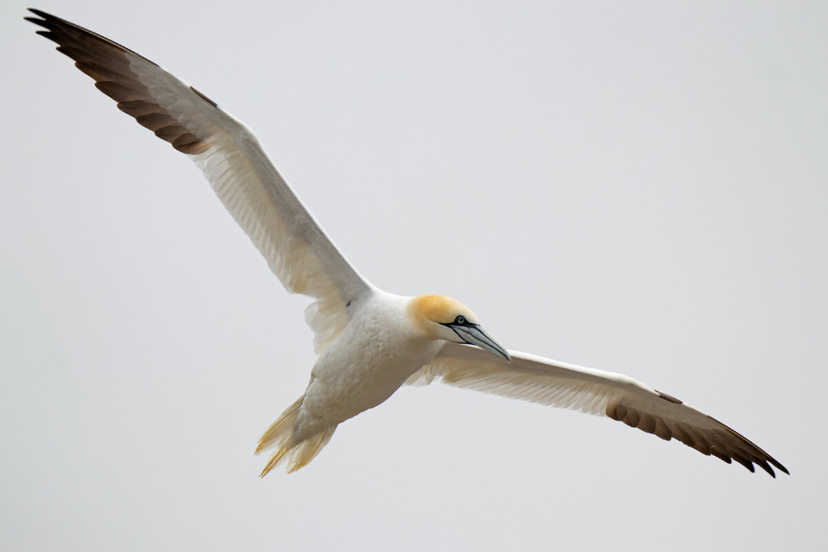 Северная олуша в полете. Размах крыльев - до 180 см!