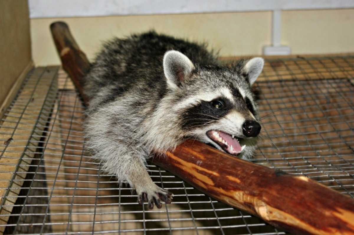    Еноту, отравленному крысиным ядом, требуется переливание крови