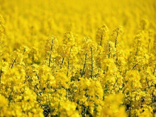     Фото: pixabay.com