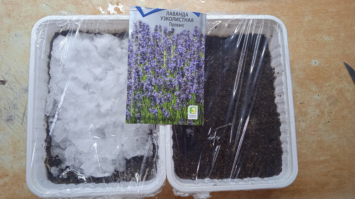 Вот таких два контейнера у меня получилось, начинаем ждать всходов. 