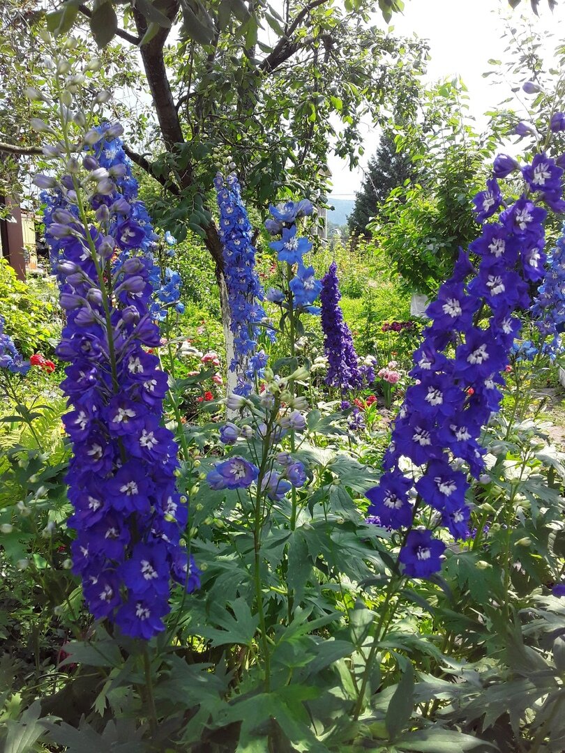 Из четырех выживших сортов осталось два