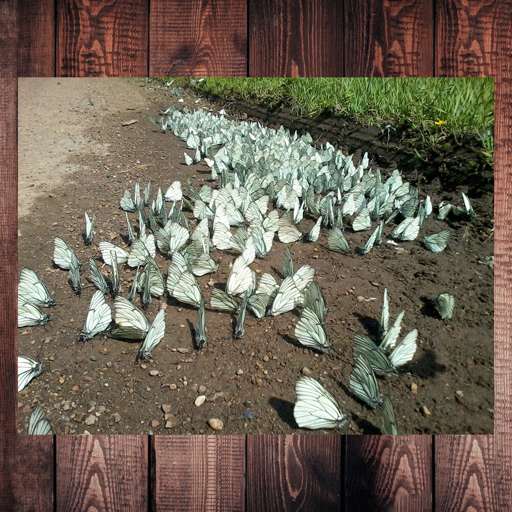 Фото с просторов интернета 