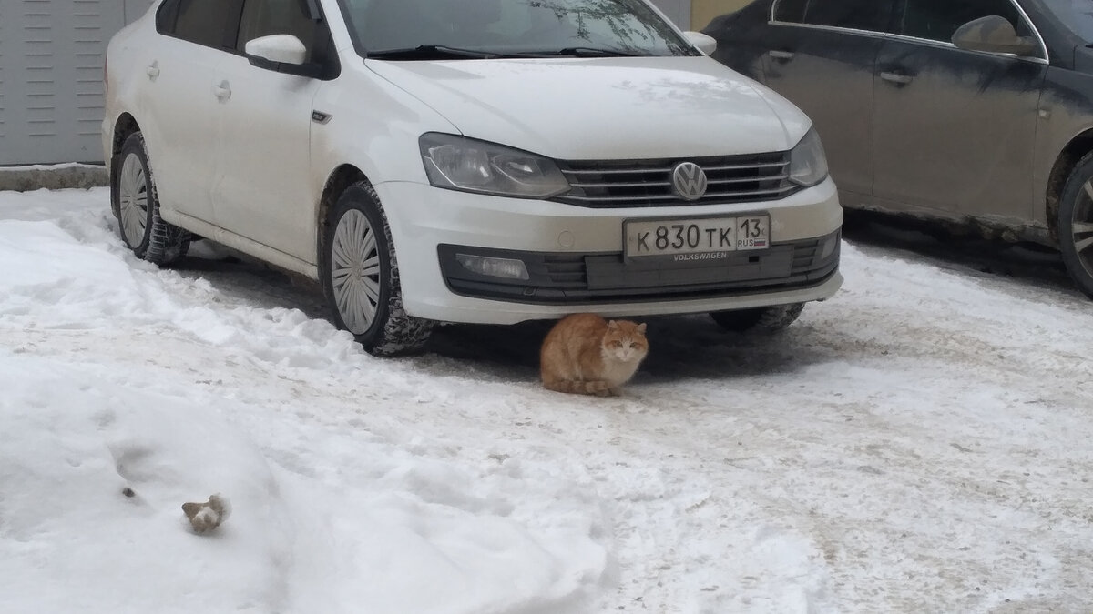 Фото не совсем по теме. Котик сморит на нас, но боится подойти.