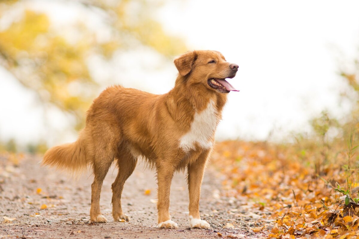 Фото с w-dog.ru для примера