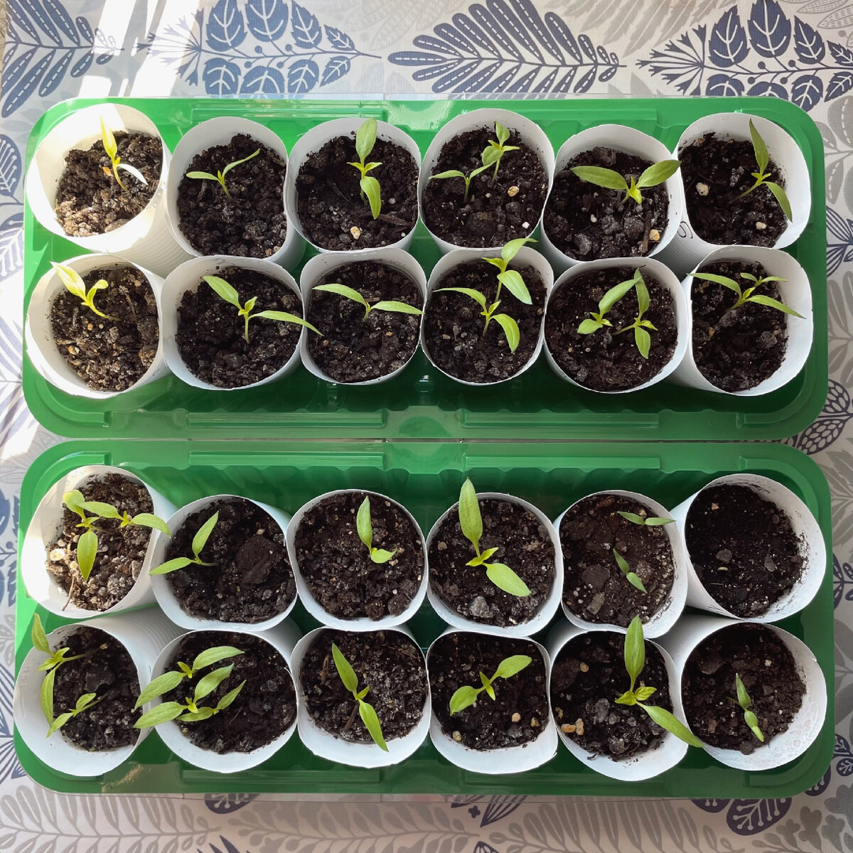 Общий вид основного посева сладкого перца. Фото от 11.03.2023