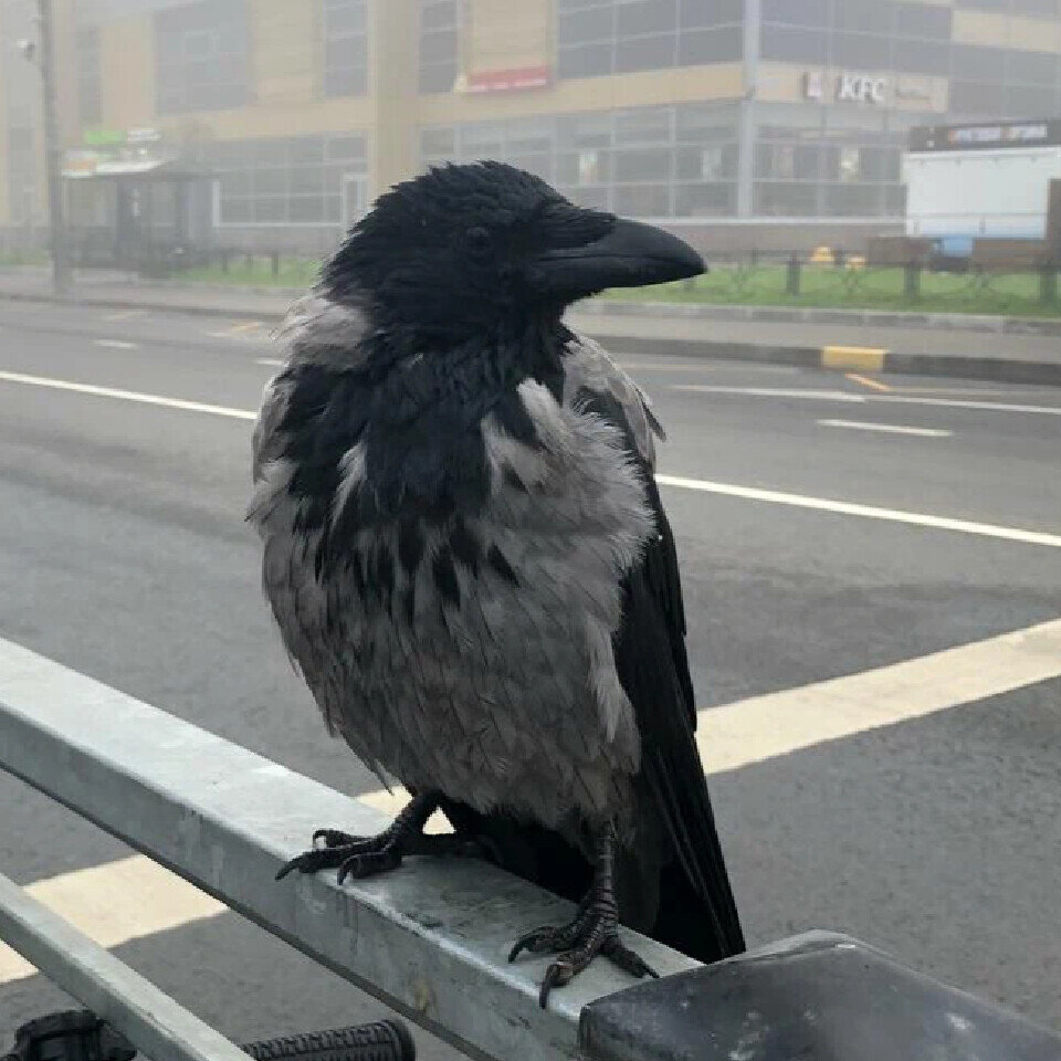 Питерский ворон