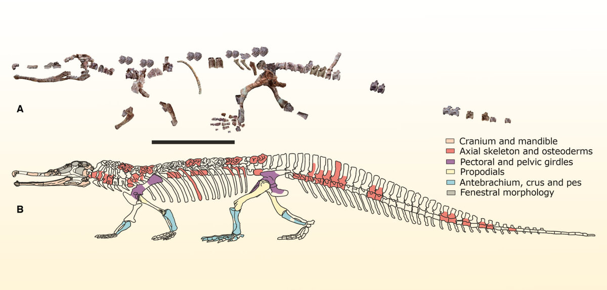 Колоссозух технический. Изображение предоставлено: 