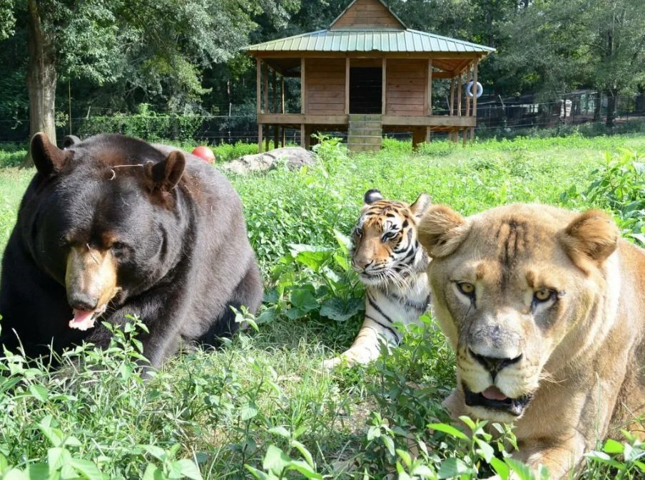 Тигр лев и медведь. Лев Лео тигр Шерхан и медведь балу. Медведь балу, Лев Лео и тигр Шер-Хан. Балу Лео и Шерхан. Дружба медведя балу Льва Лео и тигра Шерхана.
