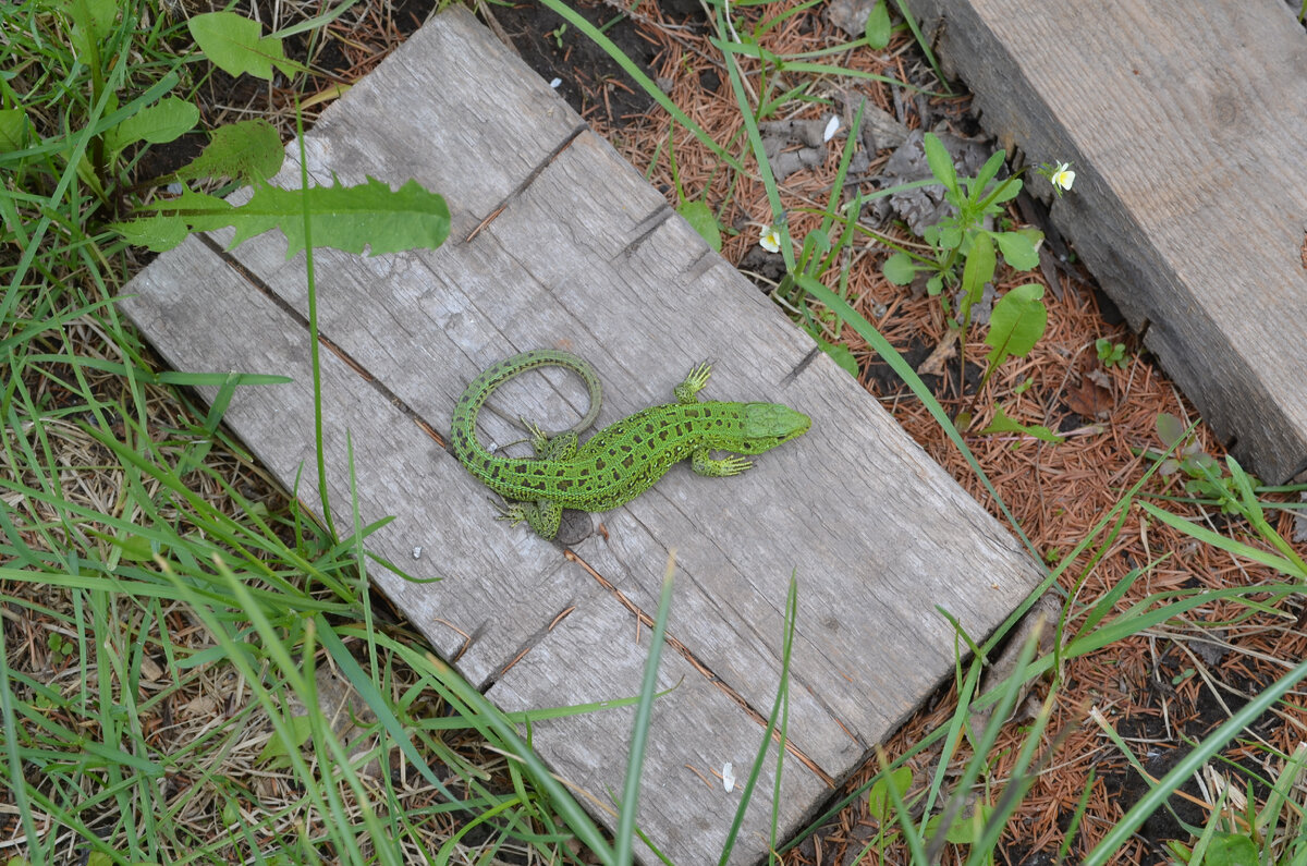 А этот уже полноценно окрасился