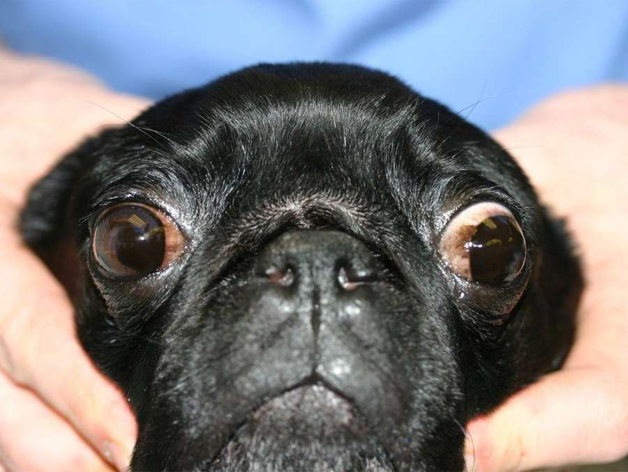 правда ли что у мопсов выпадают глаза