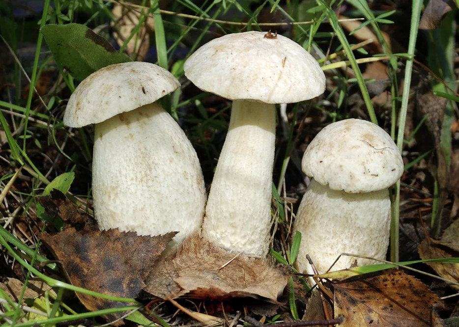 Подосиновик белый 