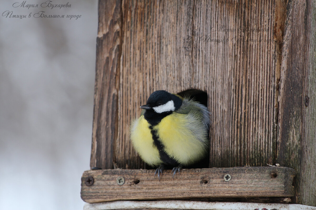 Большая синица