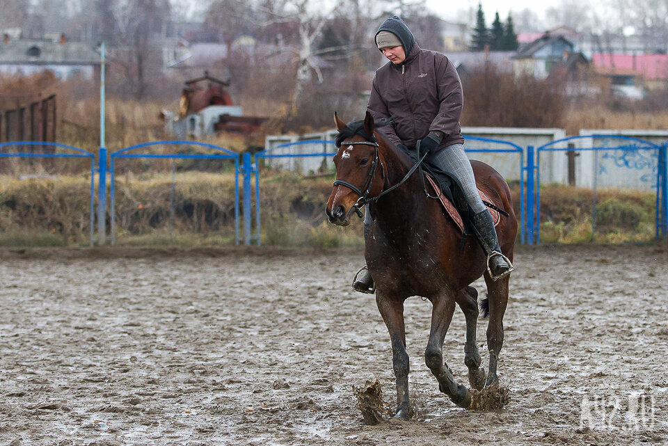 Продам кск. Конный клуб. Конный спорт. Конно-спортивный комплекс Любичи. Конный спорт в Новокузнецке.