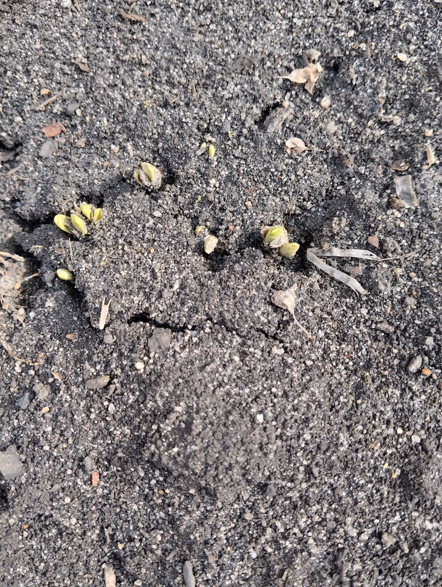 Мои тюльпанчики. 