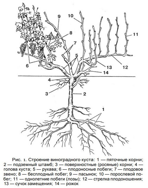 Куст винограда схема строения