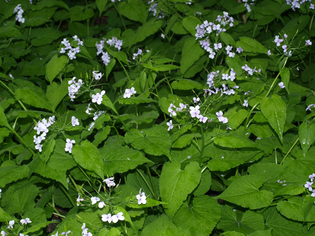 Лунник оживающий (L. rediviva) 