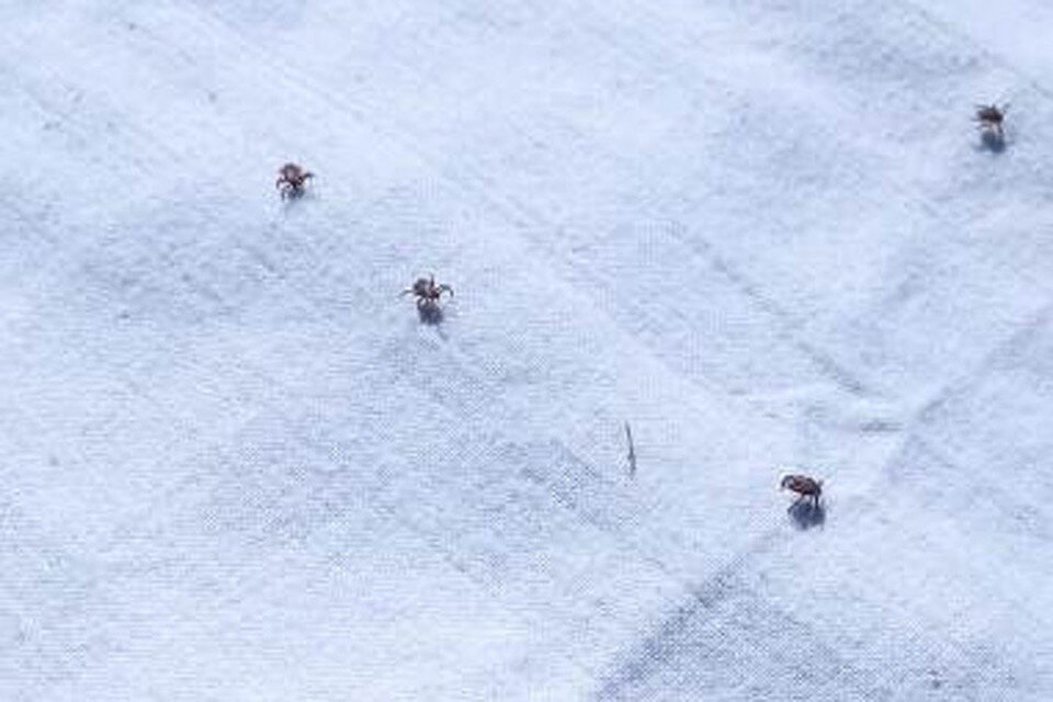     Собранные клещи  предоставлено пресс-службой