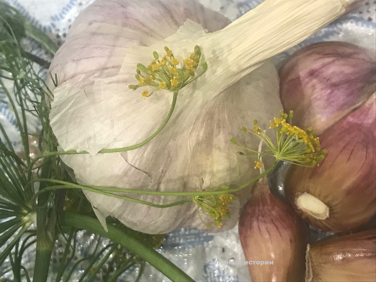 � ��� ��� ������