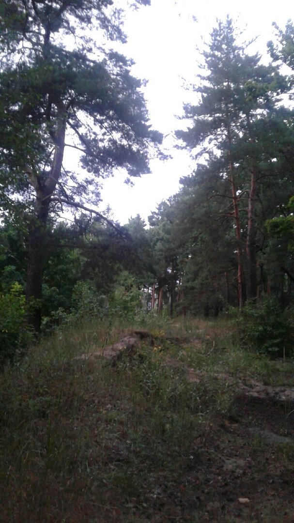 16.07.2022. Хмурый котовский лес. По пути на пробежку под дождём.