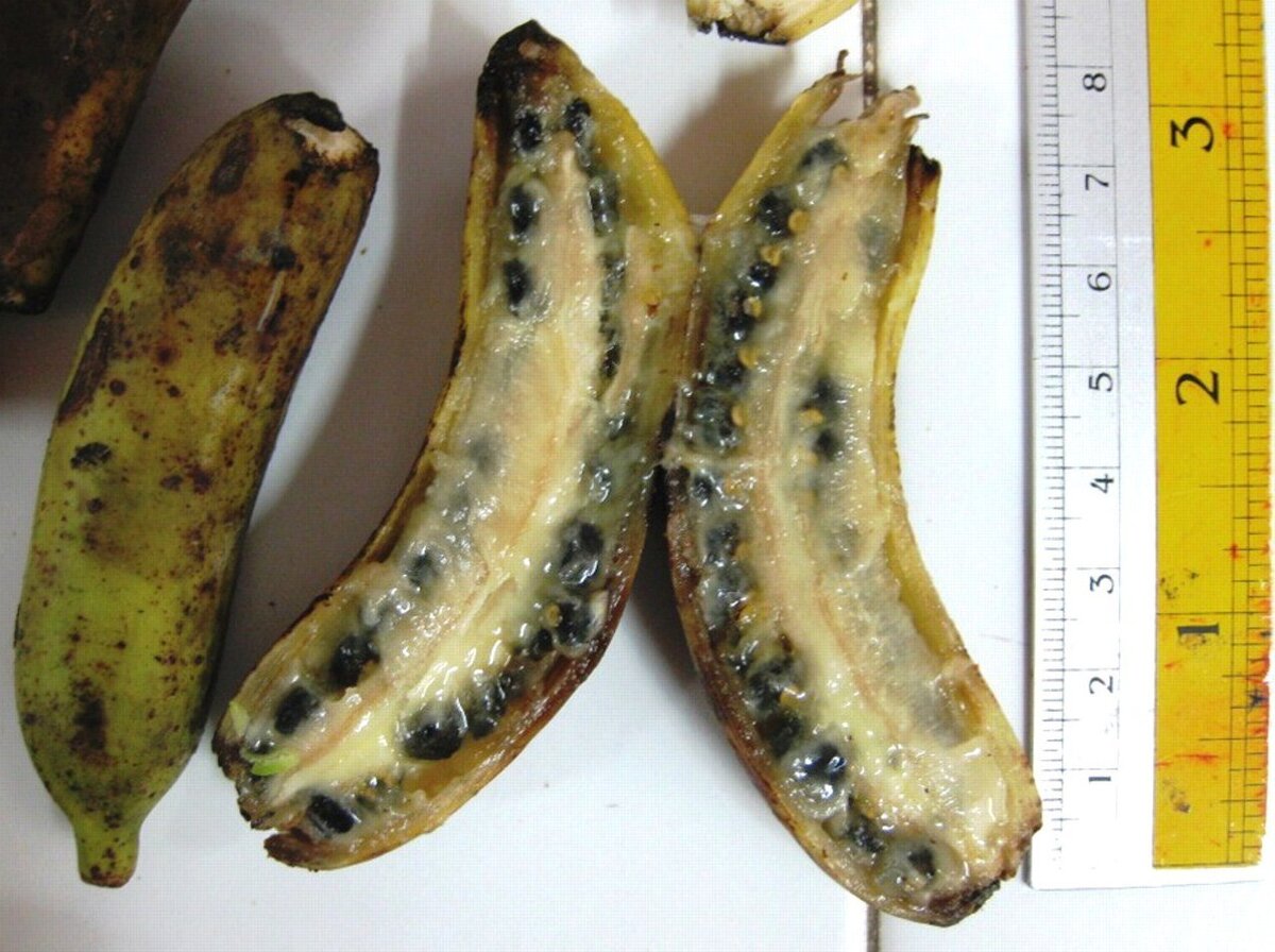 Знакомый вам банан (род Musa) – это ягода травянистого растения, достигающего в высоту 10 и более метров.-2