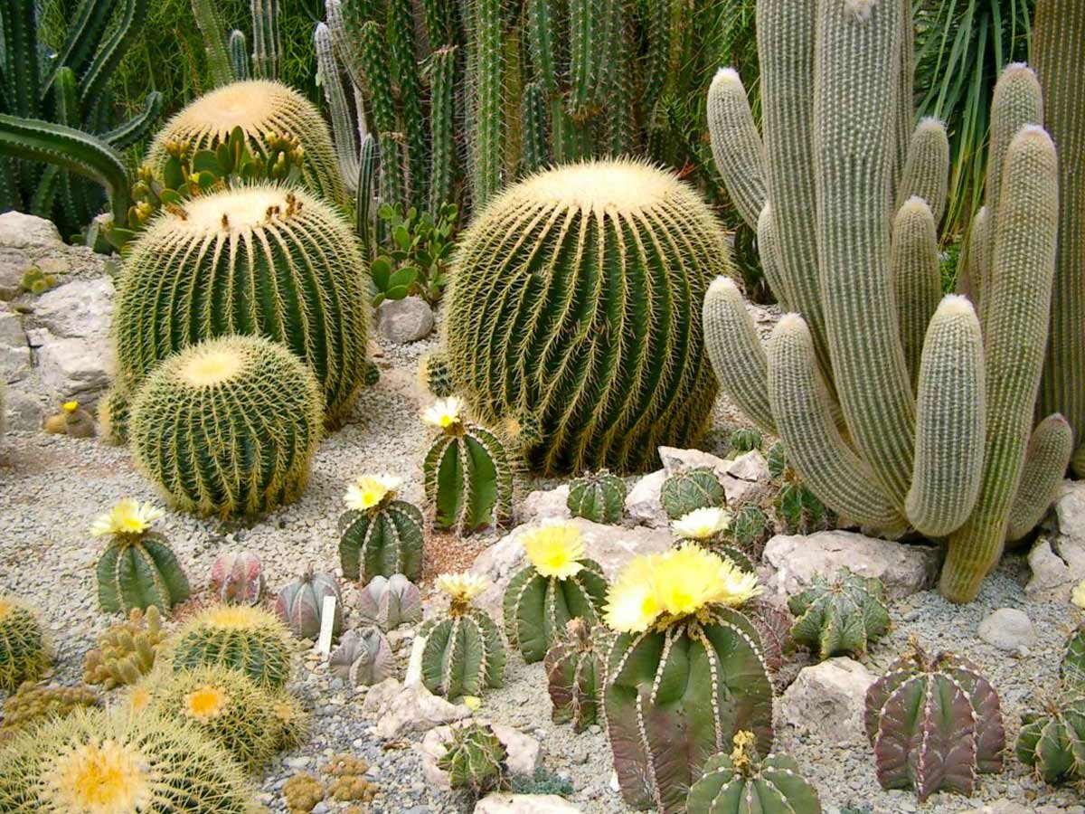 Фото: https://flo.discus-club.ru/images/stories/novosti/kaktuscveti/kaktuscveti7.jpg