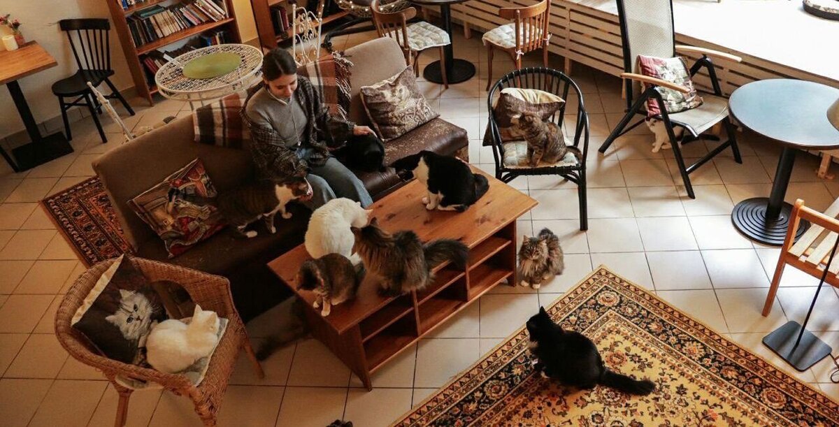 Котокафе «Котиссимо» на Новой Басманной Фото: koto.cafe