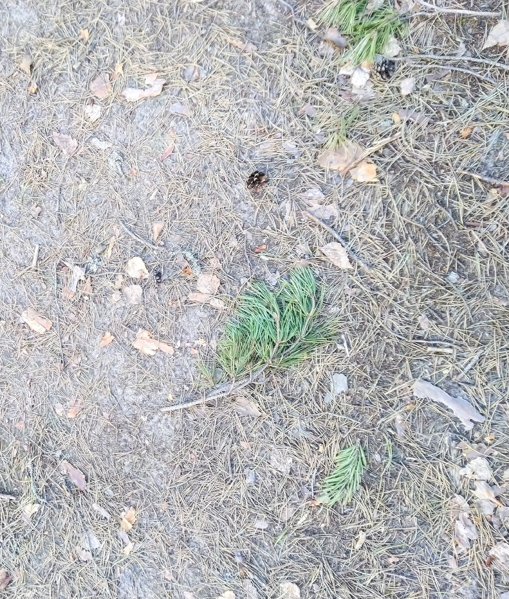 Ветки сосны на земле