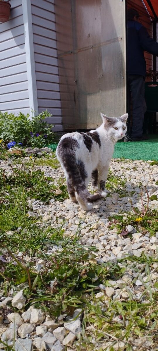 Деревенский кот