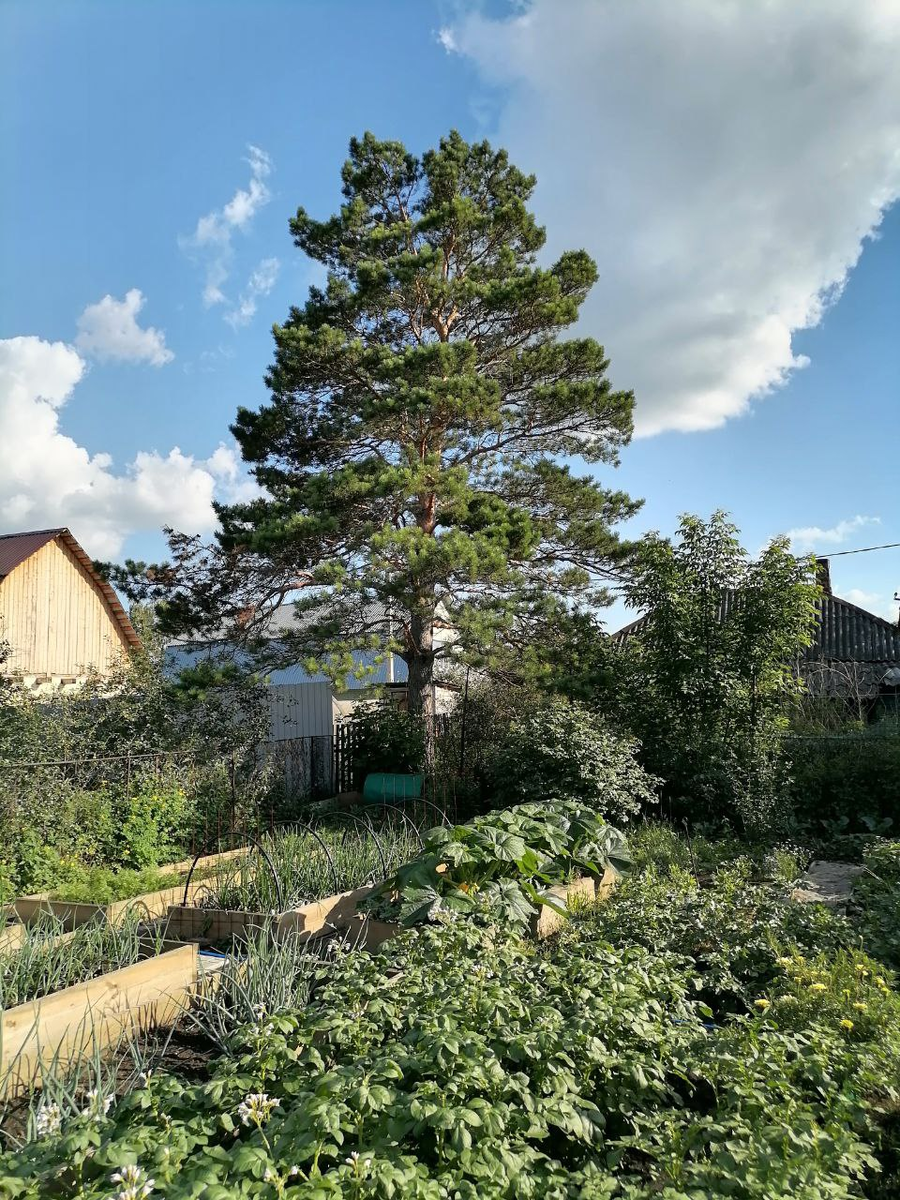 Сосна на стыке 4-х участков, мой огород