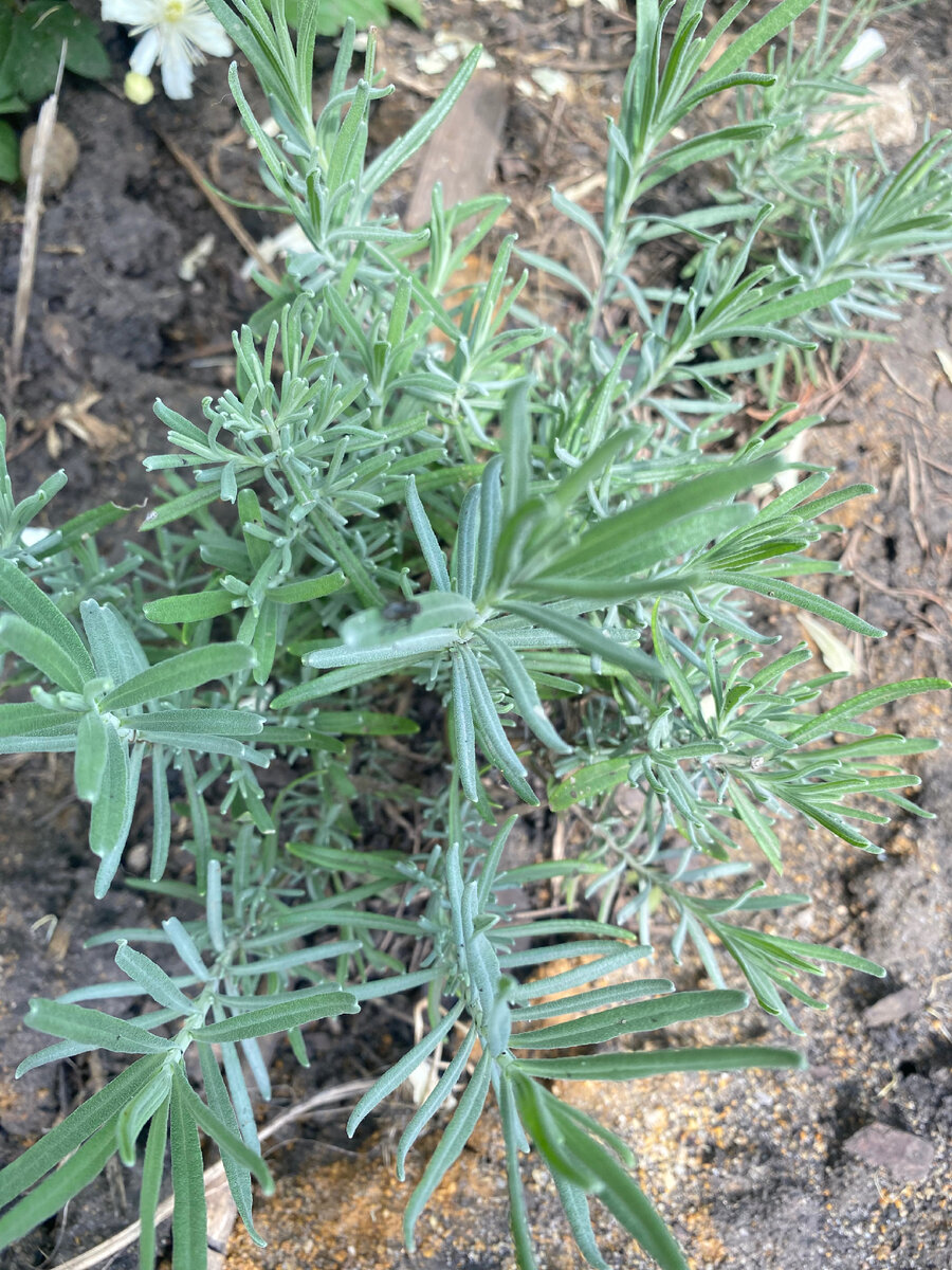 Самосев лаванды