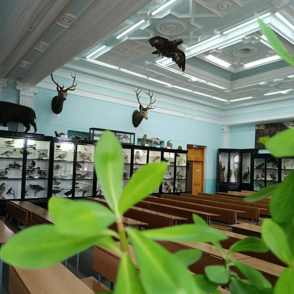 Музей зоологии позвоночных