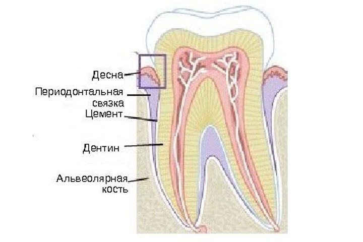 Строение зуба периодонт цемент. Ткани зуба периодонт строение. Связки периодонта анатомия.