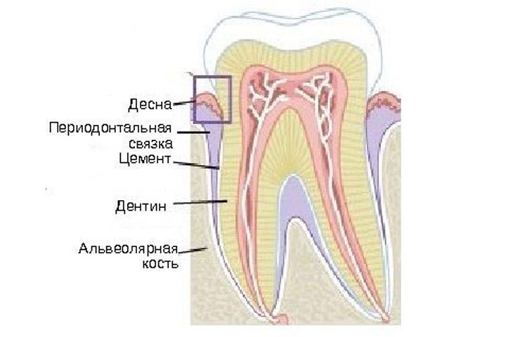 Прикрепленная десна