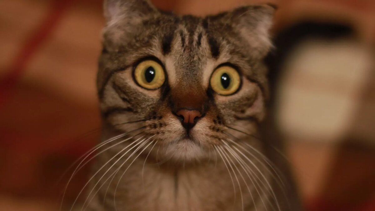     В Сургуте и Нижневартовске коты довели своих владельцев до объявлений на «Авито». Однако отказываться за дешево от животных владельцы не спешат. Видимо, нужно окупить все расходы затраченные на пушистых за все годы совместного проживания.