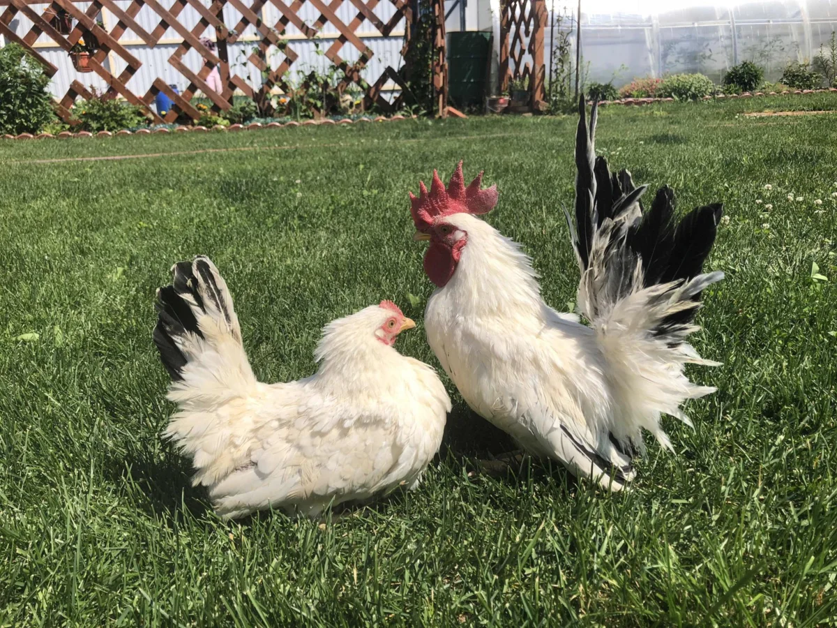 Курочки Шабо. Изображение из сети.