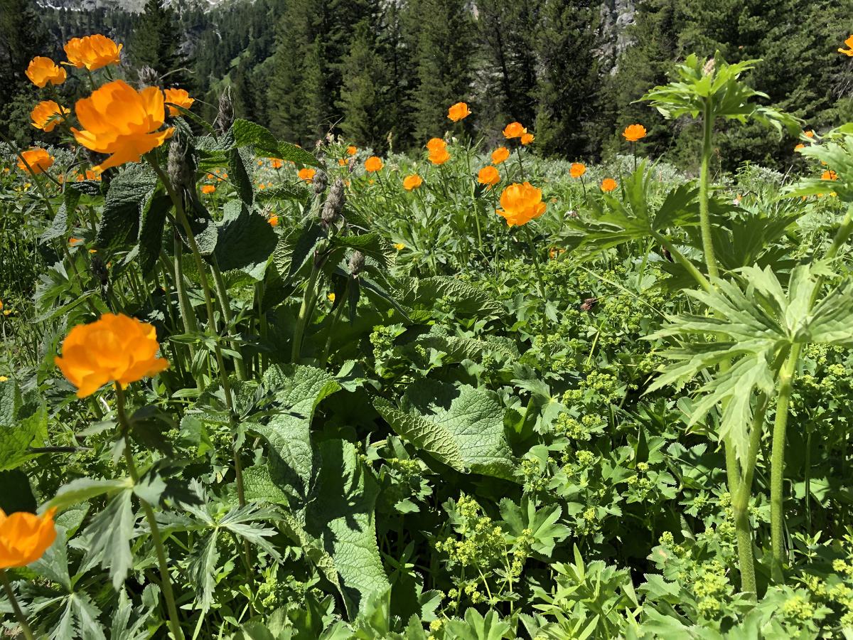 Поляна из огоньков.