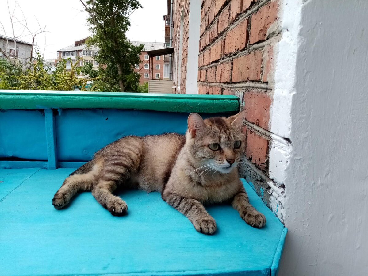 Кошечка Анфиса