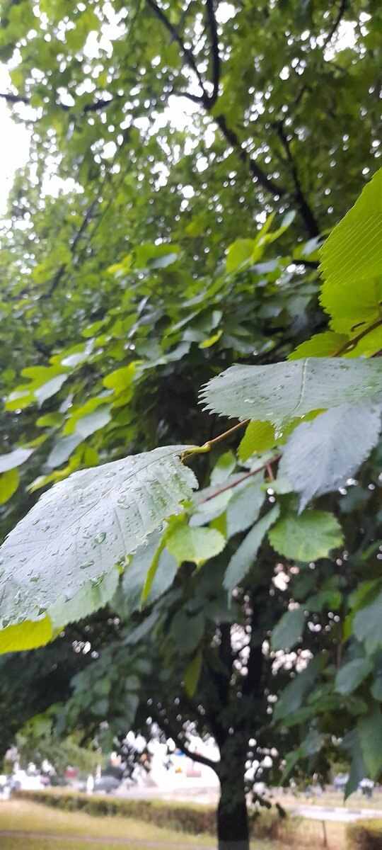 После дождика ходили гулять, воздух замечательный 