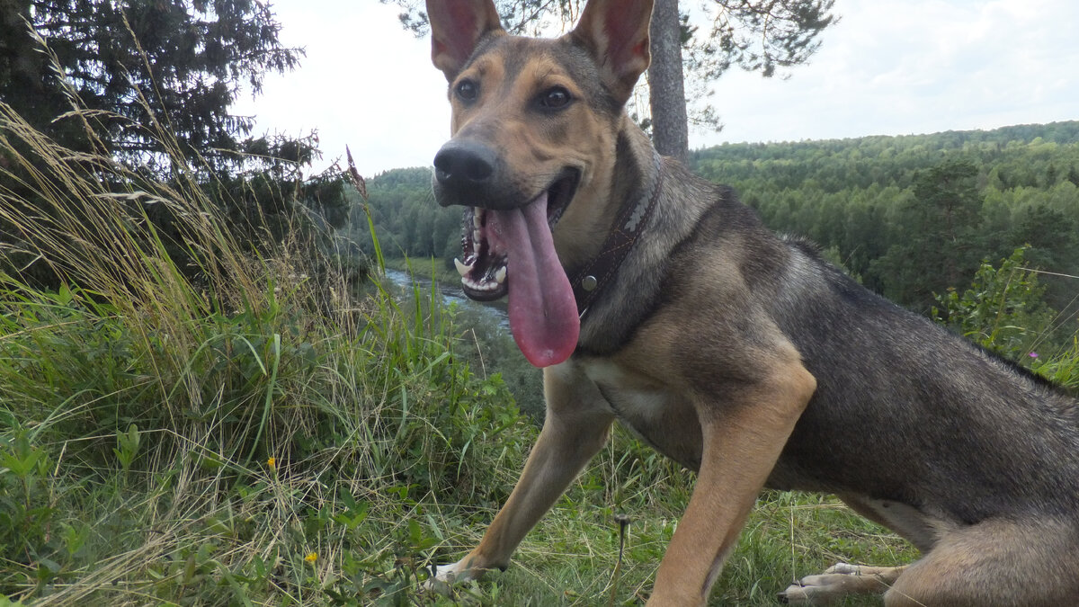 А это Ластик