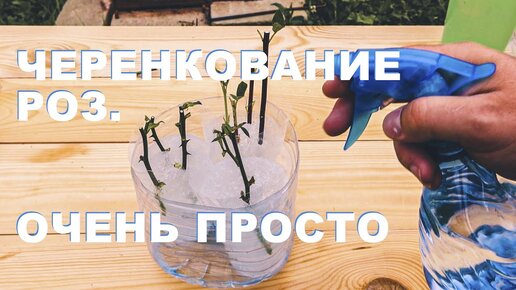 Я и представить не мог, что так просто можно черенковать!