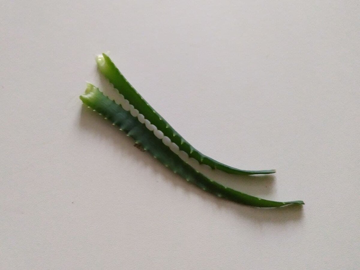 Если у вас, как и у меня, не нашлось дома алоэ вера, сгодится и обычный столетник!