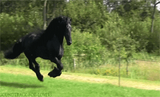 Лошади породистые гиф.