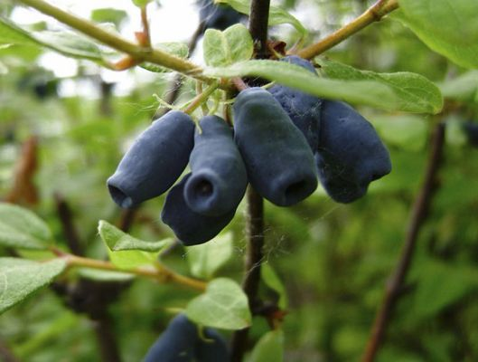 Существует немало сортов жимолости, в том числе и съедобных Источник фото: https://flowergarden.pro
