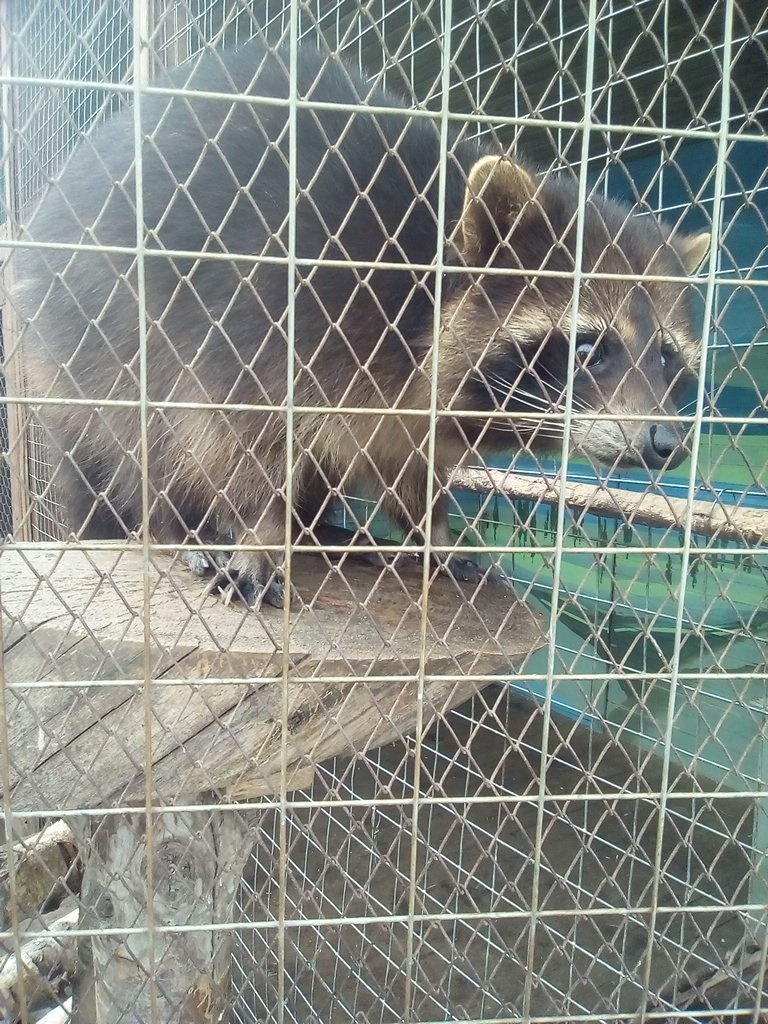 Фото автора. Енотик. 