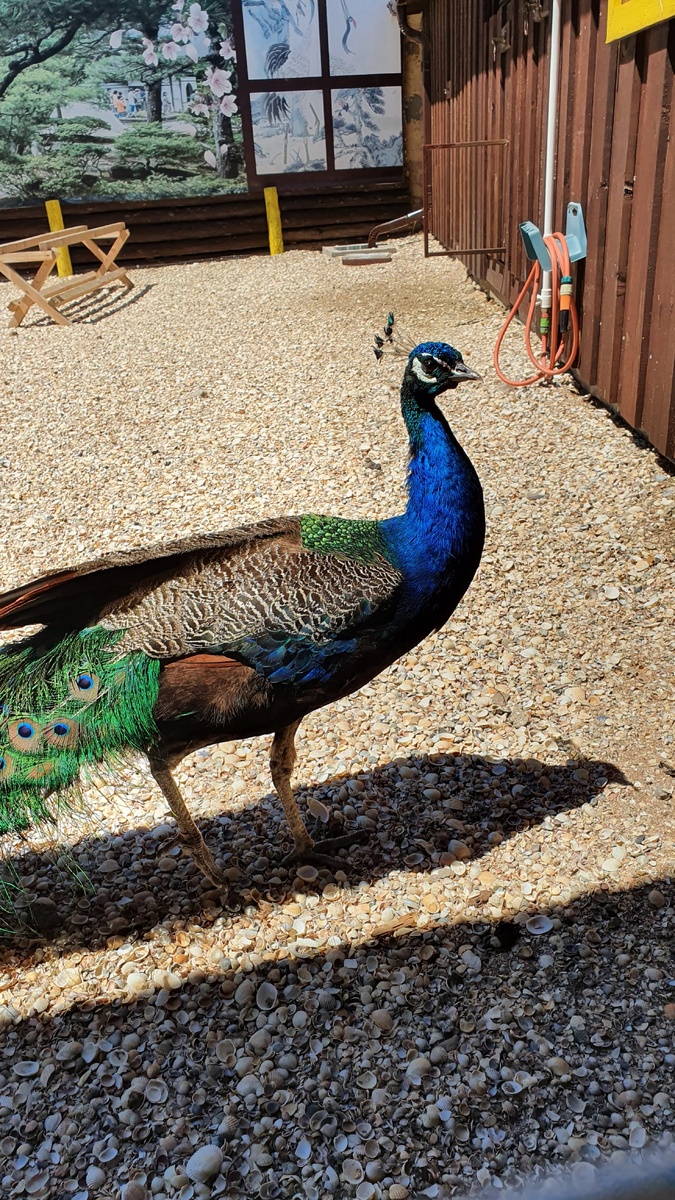 Все-таки очень красивые птицы.