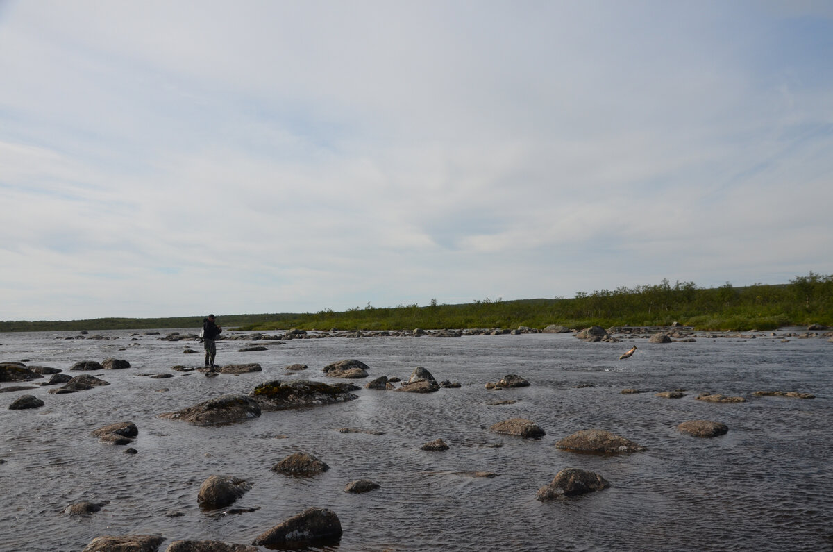 Очень сложно запечатлеть на фото прыжки кумжи во время вываживания, но мне это удалось.