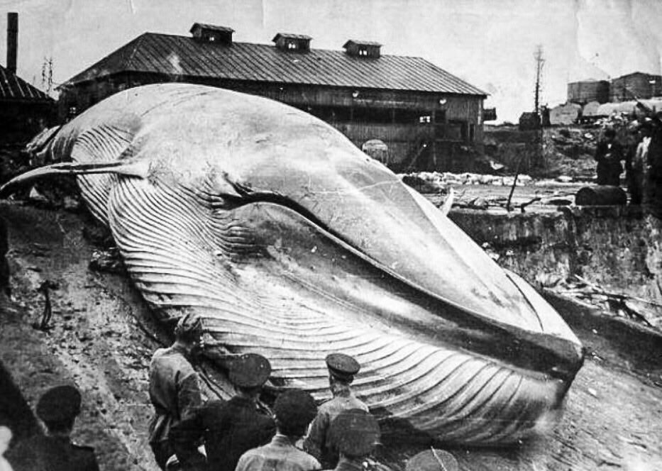 После цунами в Северо-Курильске, 1952 год Источник: https://clck.ru/VsW9Q
